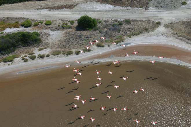 Envol de flamants Roses