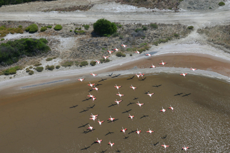 Envol de flamants Roses