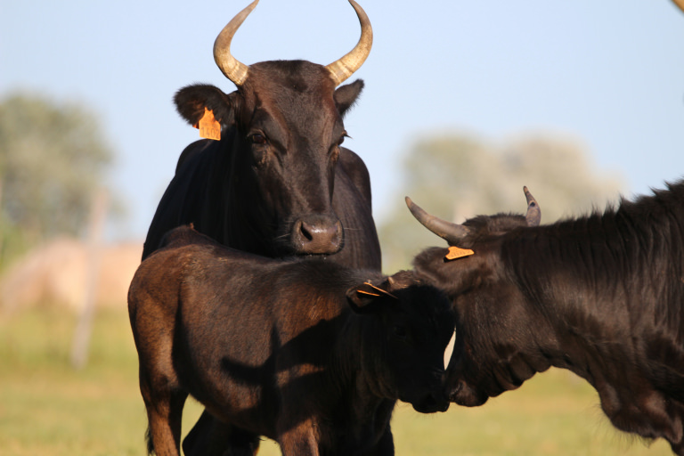 Taureaux de Camargue en prairie