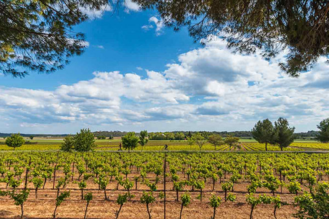 Vignoble du Pays de Sommières