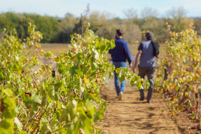 Balade dans les vignes en Cévennes