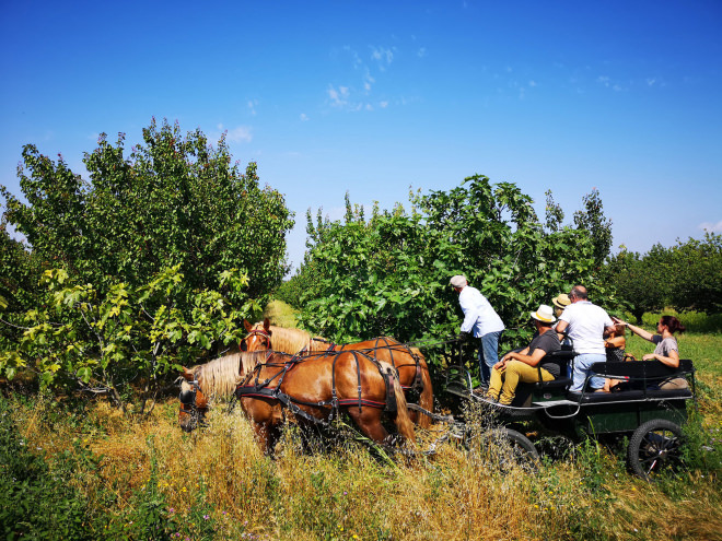 Promenade en calèche dans les vergers