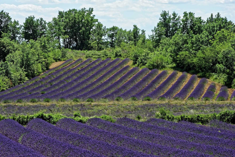 paysage de lavande dans le Gard côté Provence