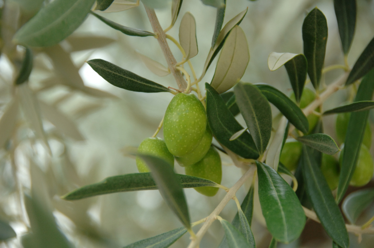 Olive sur olivier