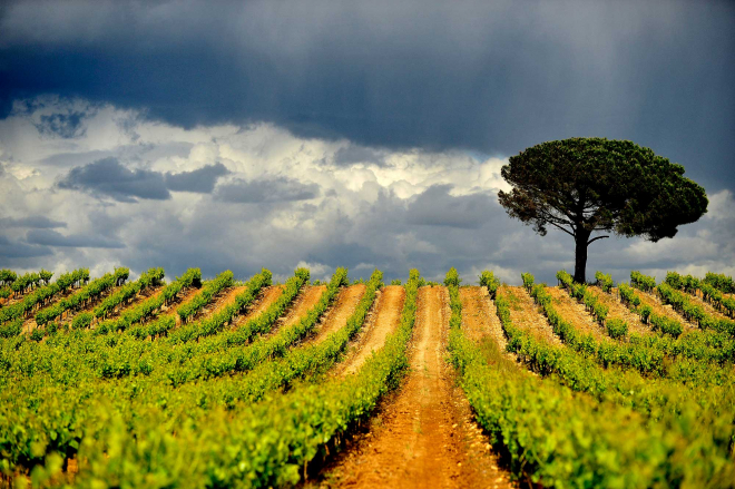 Paysage de vignes côte du Rhône Gardoises
