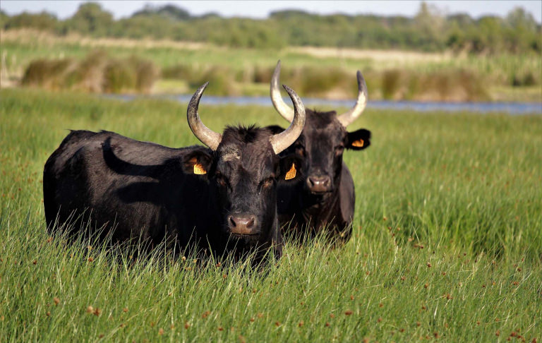 Taureau de camargue, en toute liberté