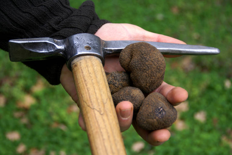 La Truffe noire d'Uzès