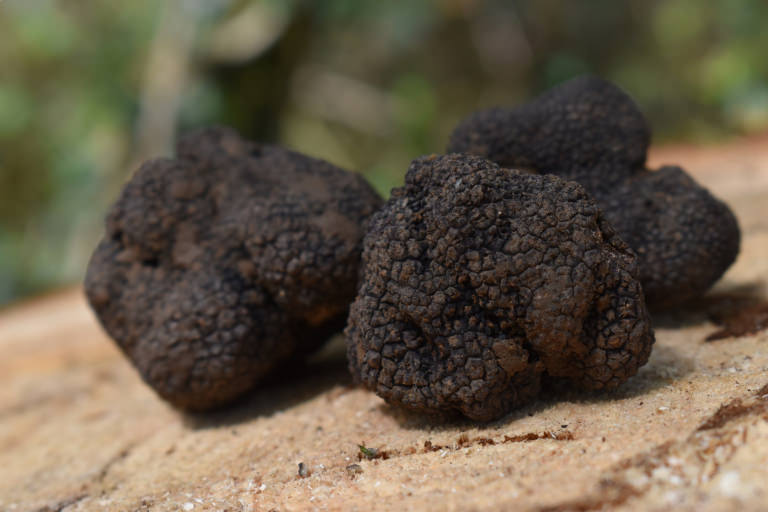 Truffe noire - Tubermelanosporum