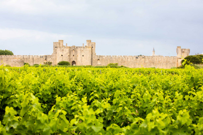 Vignoble et remparts d'Aigues Mortes