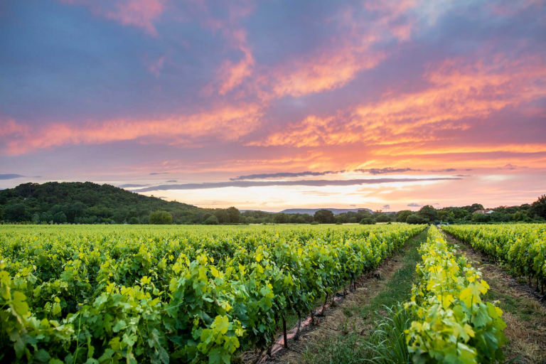 Coucher de soleil sur le vignoble de Vidourle Camargue