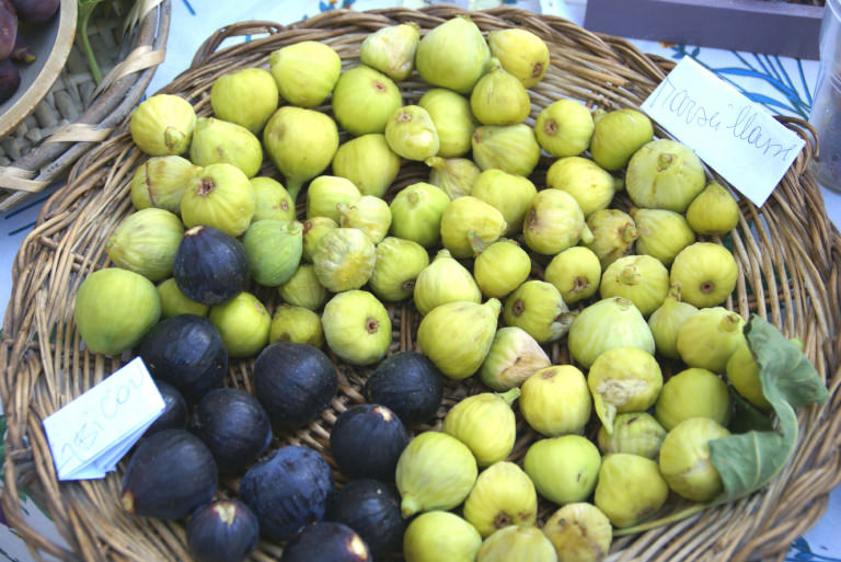 Culture de la figue fraiche à Vézénobres aux pieds des Cévennes