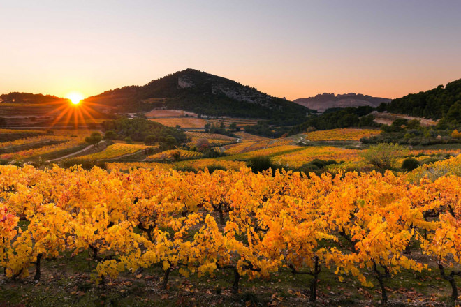 Paysage d'automne sur les vignobles du Duché d'Uzès