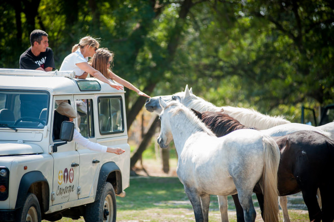 Safari photo en Camargue Gardoise