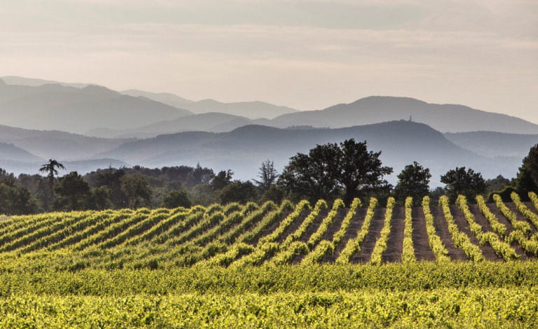 Au petit jour sur le vignoble du Duché d'Uzès