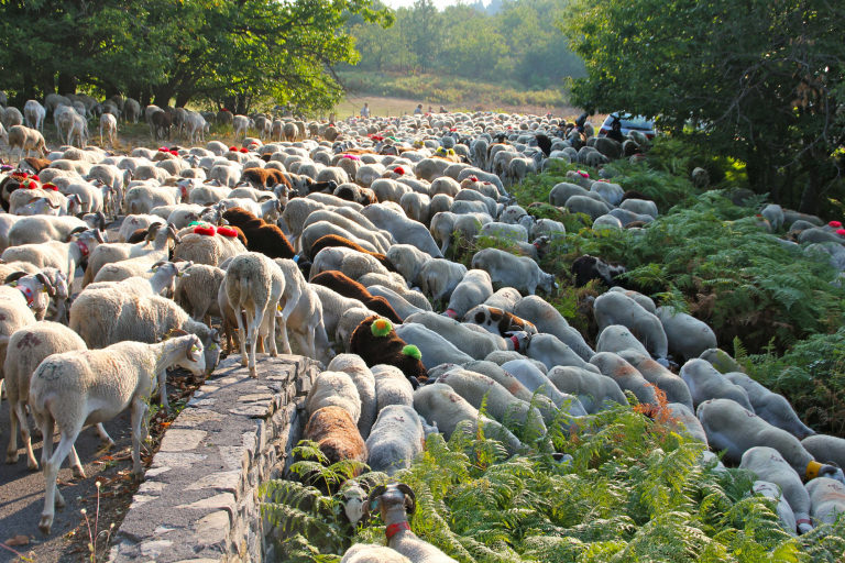 Moutons en transhumance sur l’Aigoual
