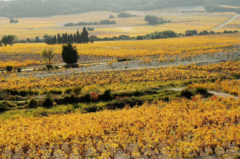 Paysage d’automne dans le vignoble de Tavel