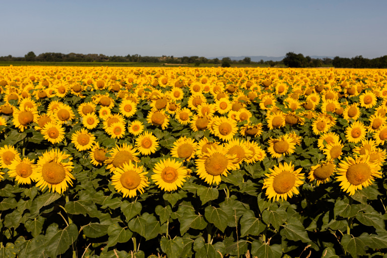 Champs de tournesols