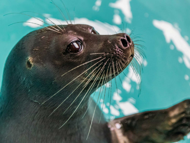 Otarie seaquarium