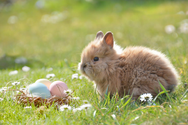 Pâques, lapin de pâques