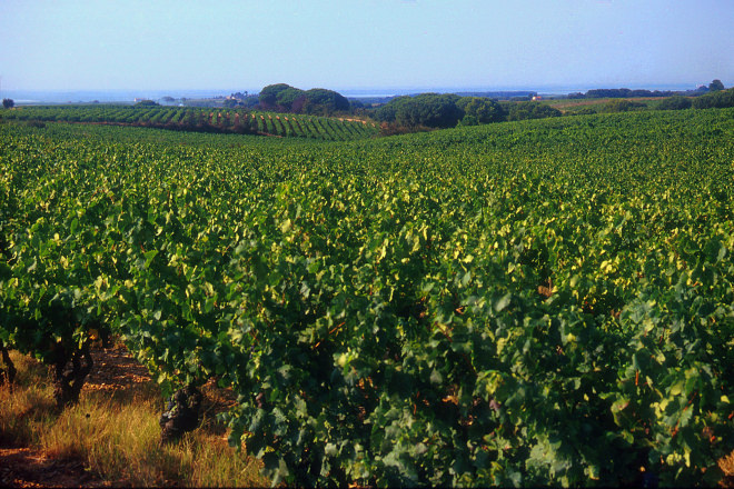 Vignobles, Costières de Nîmes