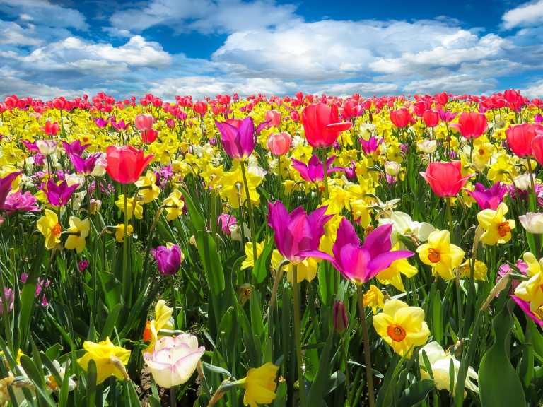 Champs de fleurs