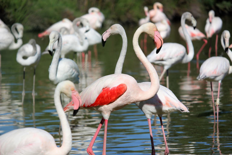 Flamants roses en Camargue