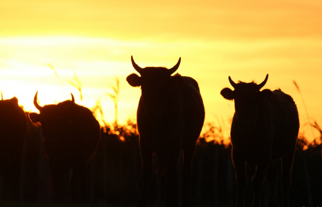 Taureaux Camargue au coucher de soleil