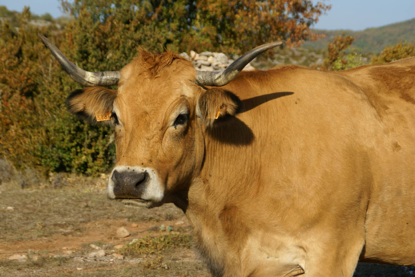 Vache