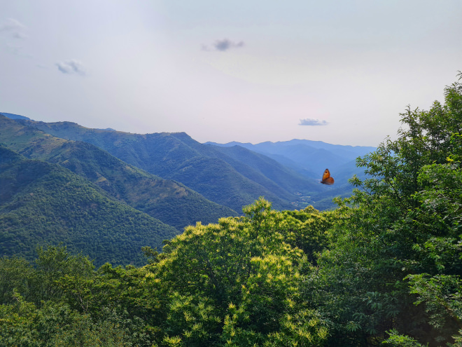 Panorama des Cévennes