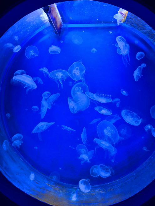 Seaquarium méduse