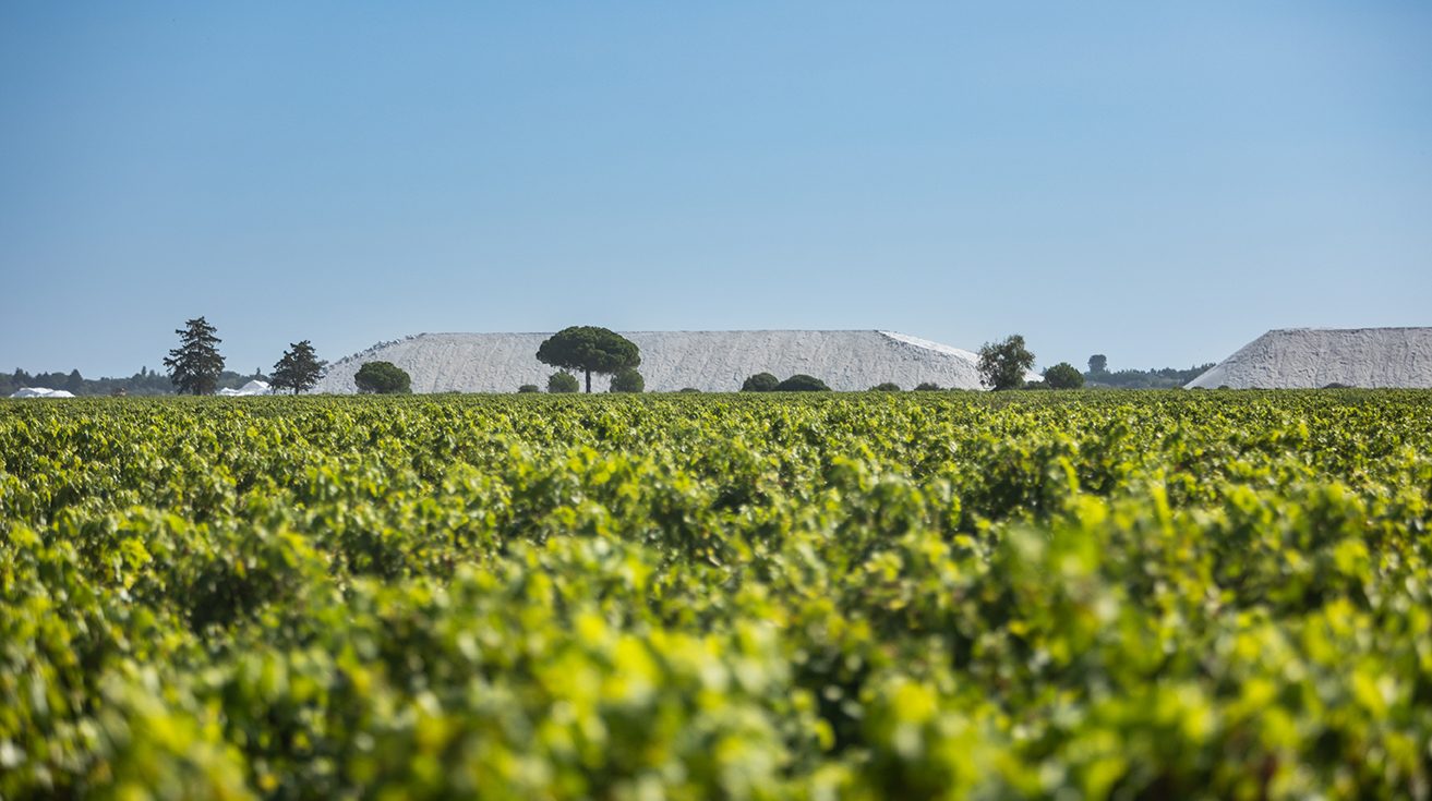 Vignoble et salins