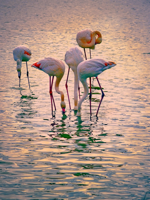 flamants roses