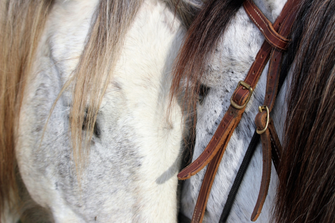 Copyright-_Groul,_Manade_Saint_Louis__Gard_Tourisme_MD (2)