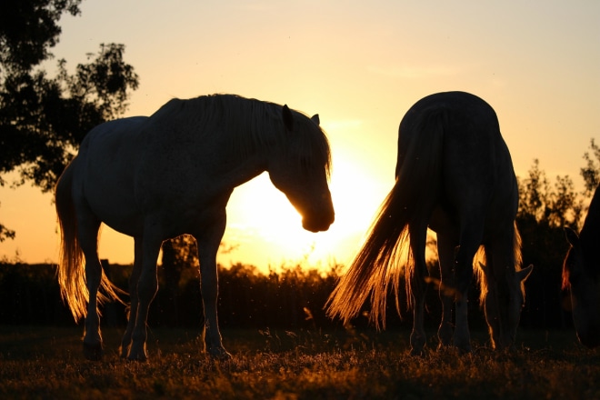 Chevaux de Camargue, Groul, Manade Saint Louis