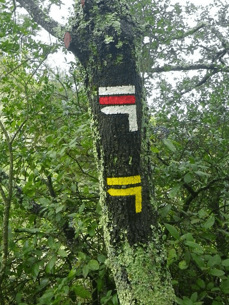 Marques peintes sur un arbre